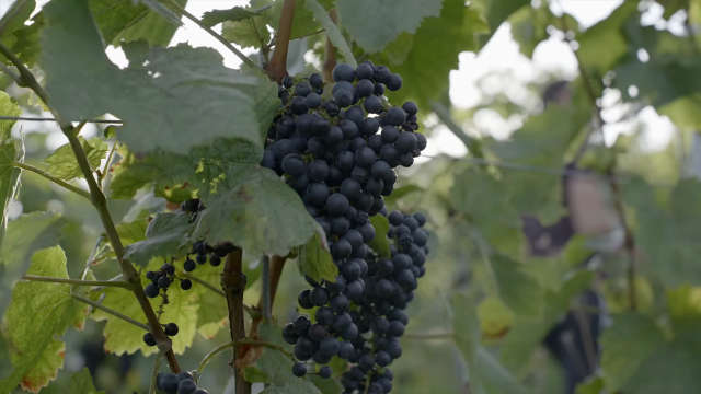 Screenshot Imagevideo Philipp Reiß